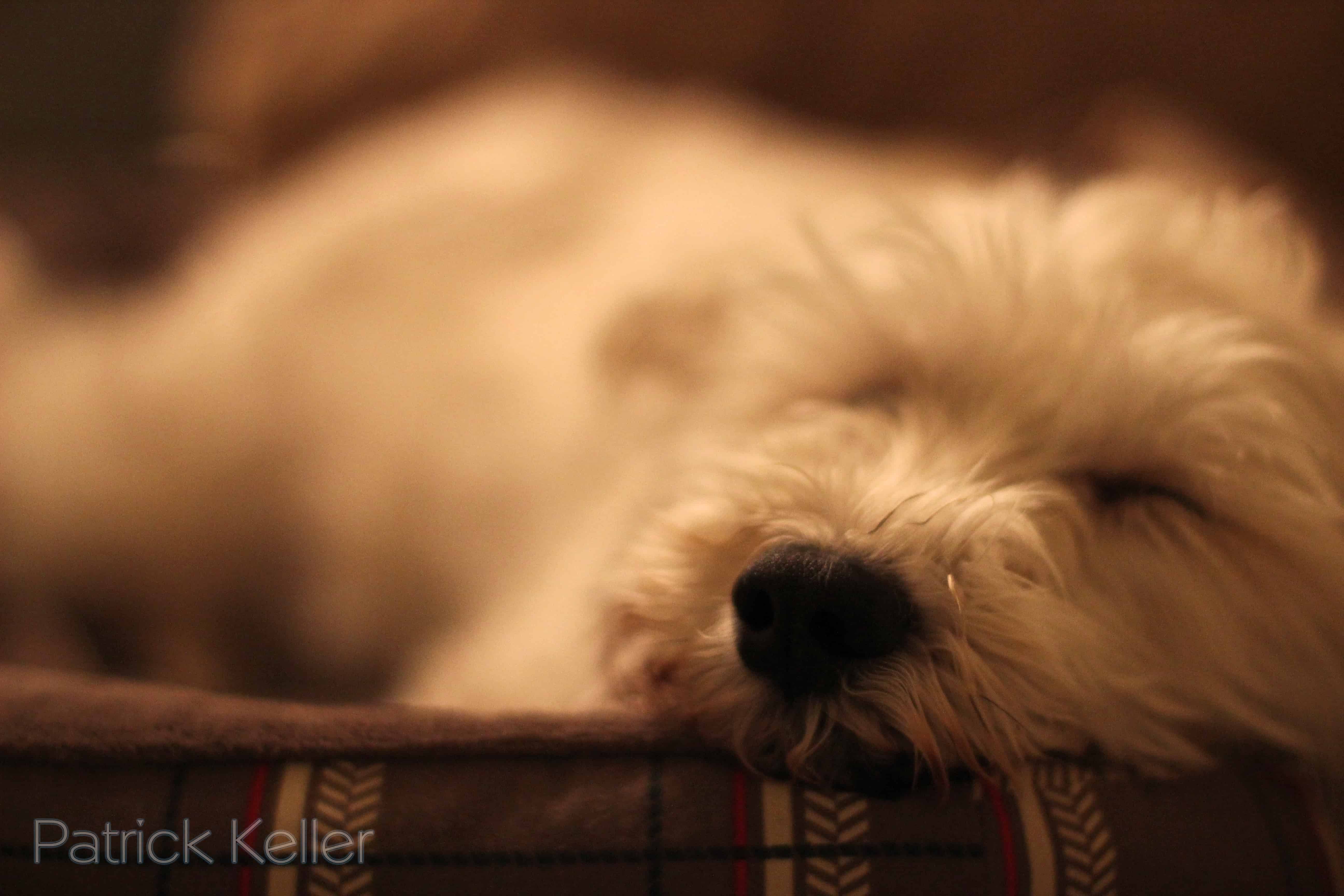 Meril waiting for EVP. He's more patient than I am. 